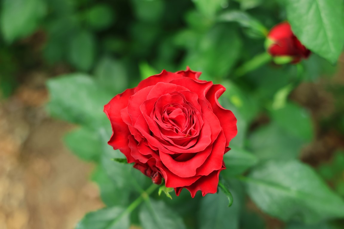 aw448051-03.jpg