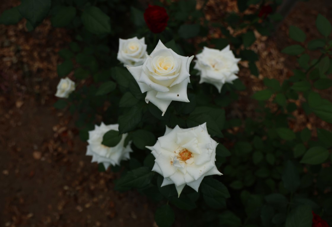 aw448051-05.jpg