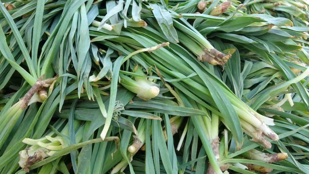 vanda-daglarindan-gelen-sifa-altin-degerinde-fiyatlari-uctu-003.webp