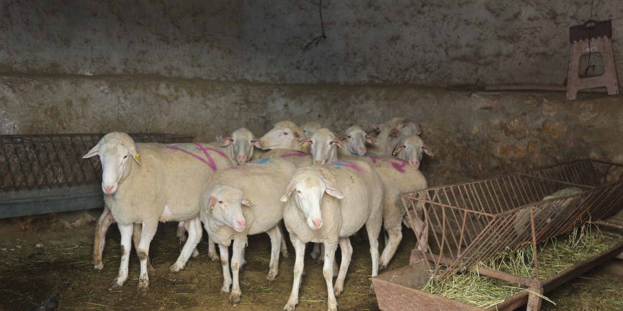 yeni-proje-56-001.jpg
