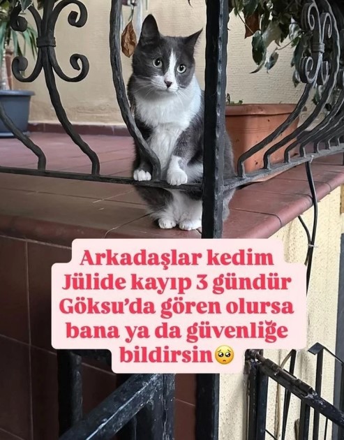 melek-mosso-kayip-kedisi.jpg