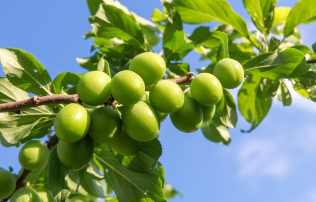 yesil-erik2.jpg