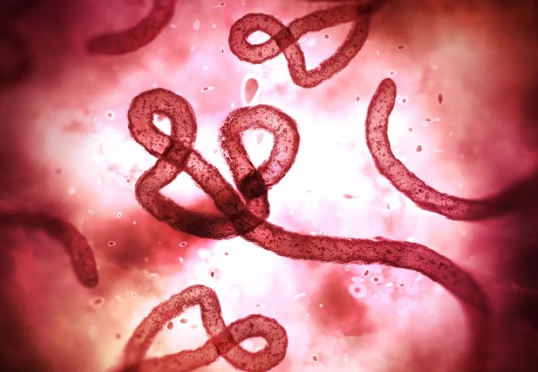 ebola2.jpg