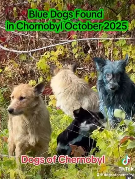 mavi-kopek-cernobil.jpg