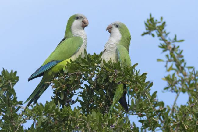 monk-parakeet.jpg