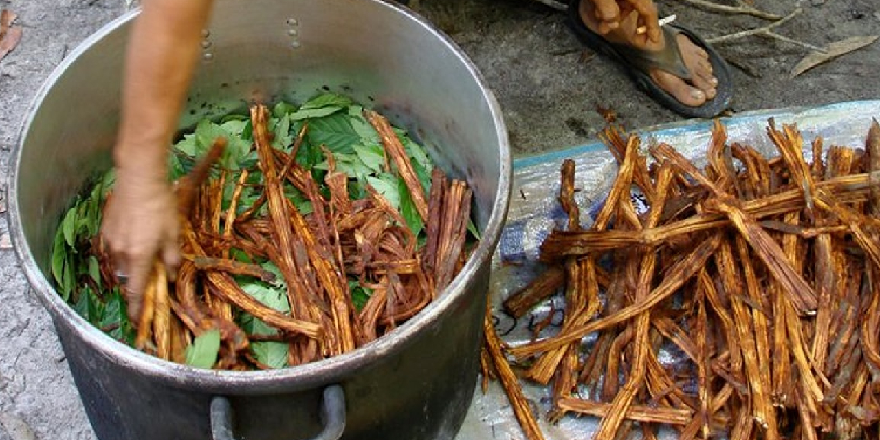 ayahuasca.jpg