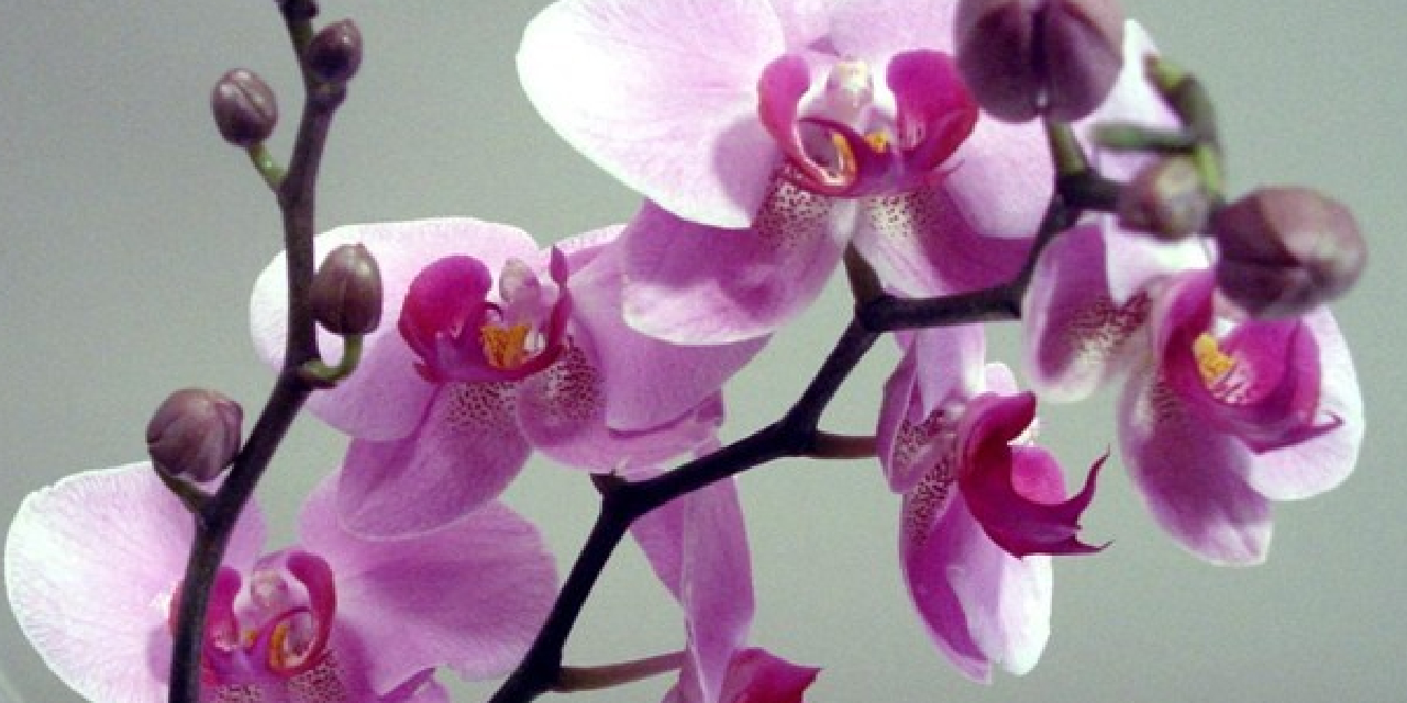 likya-orkidesi-ilk-kez-tohumdan-uretildi-1.jpg