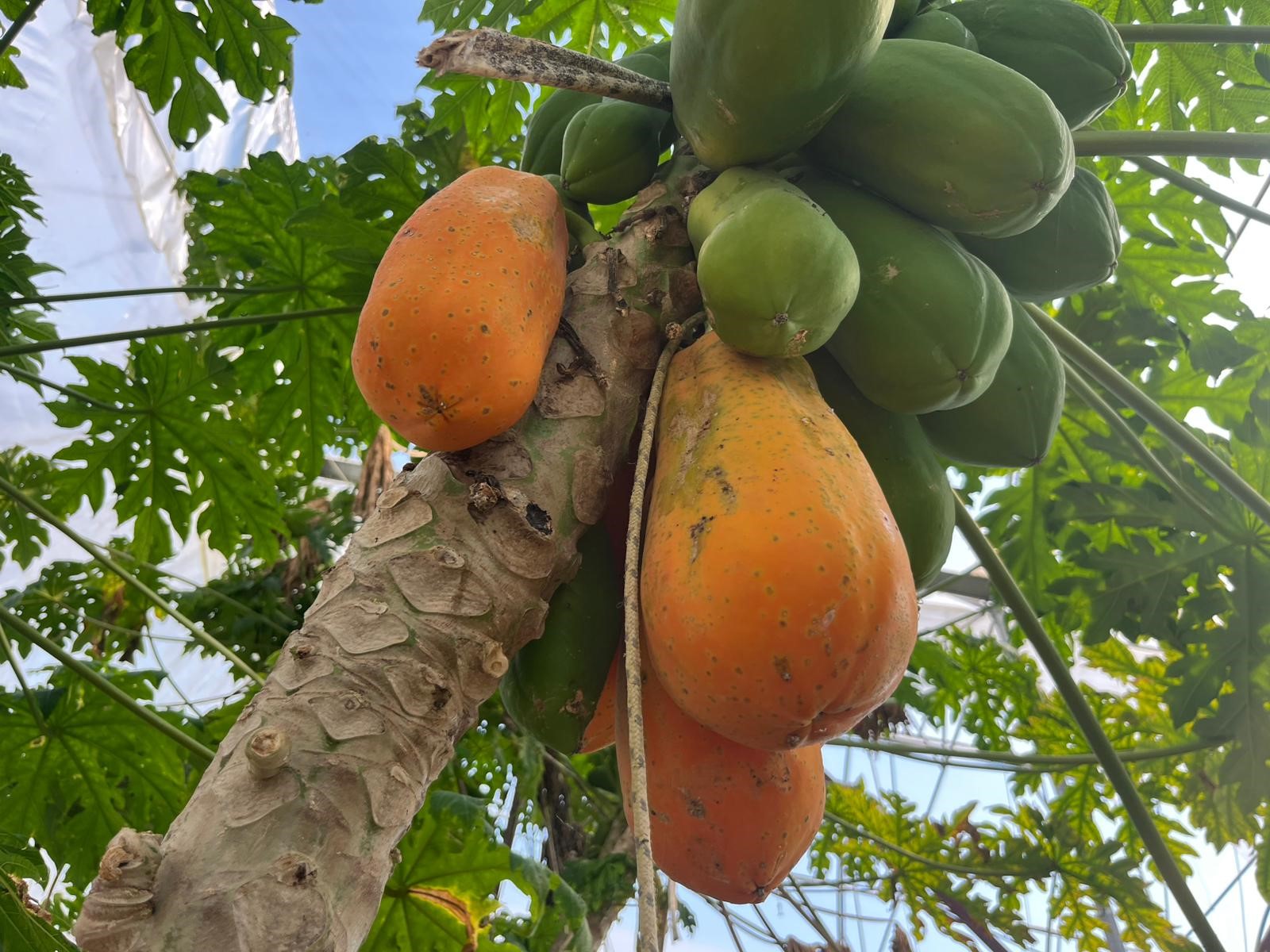 papaya-hasat1.jpg