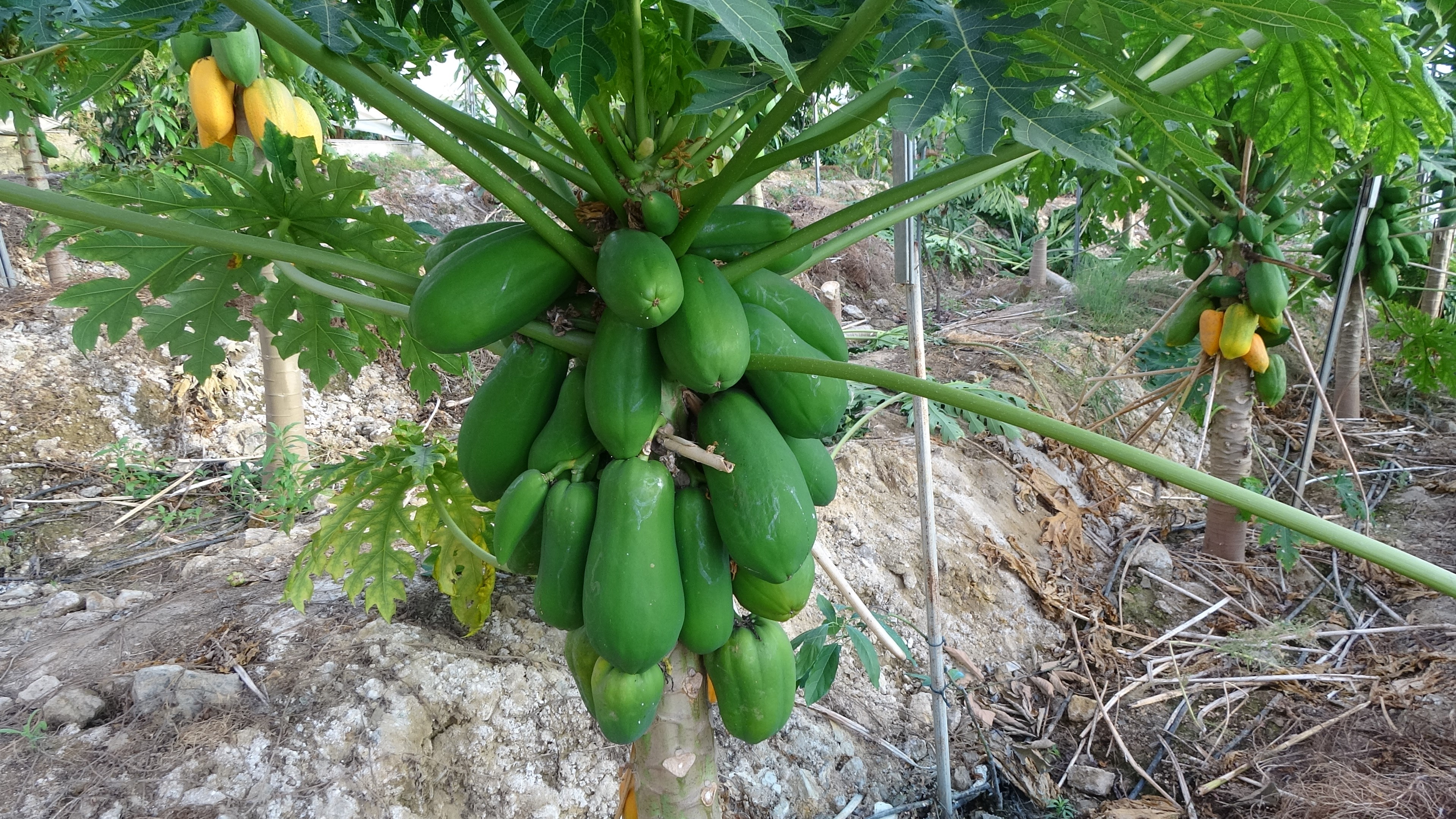 papaya-hasat2.jpg