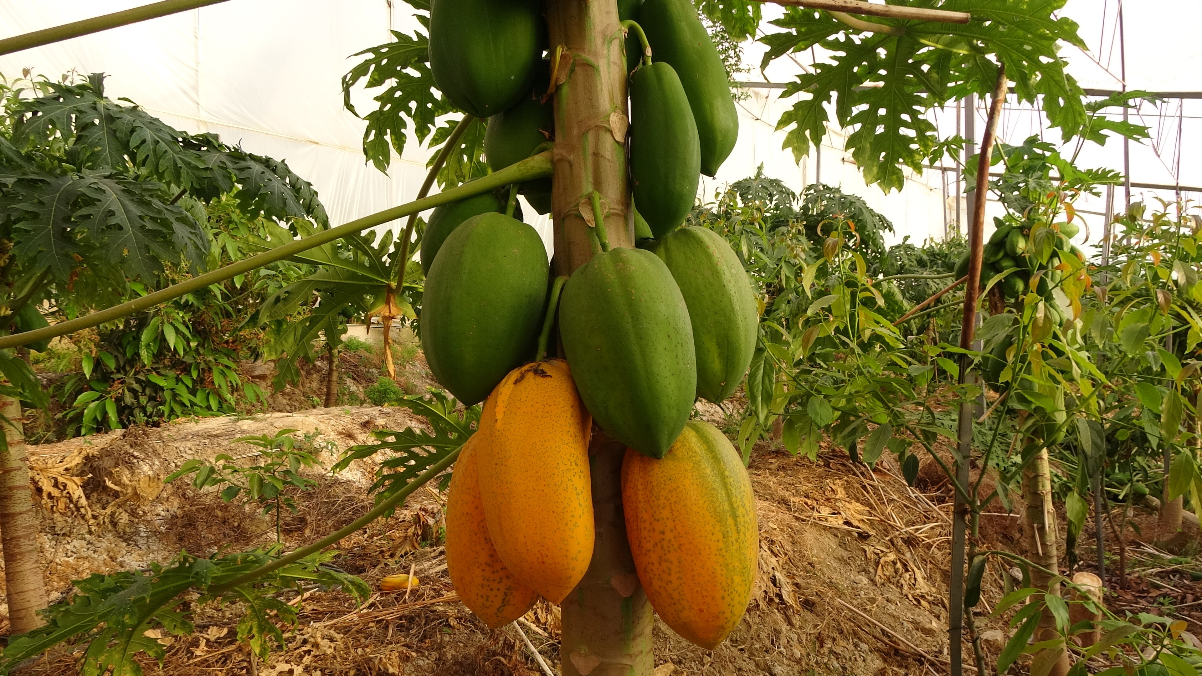 papaya-hasat3.jpg