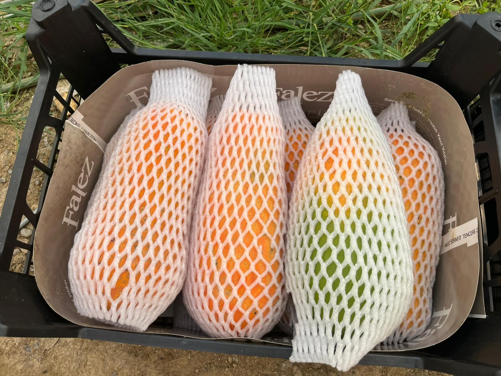 papaya-hasat4.jpg