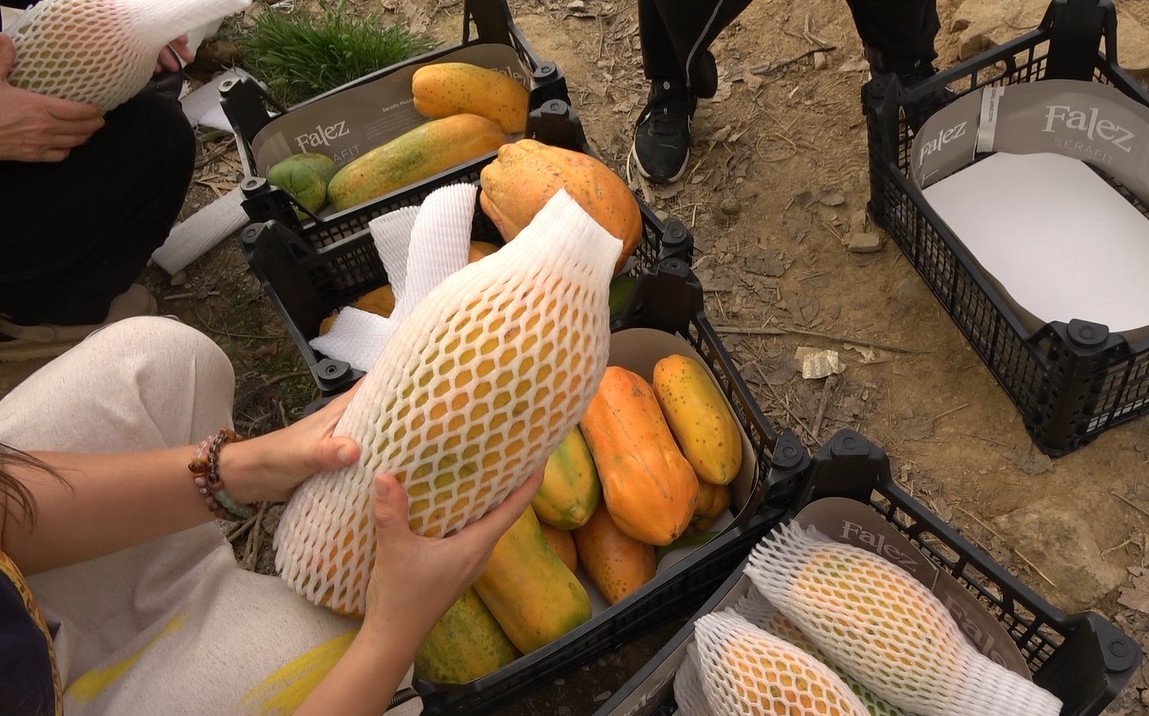 papaya-hasat5.jpg