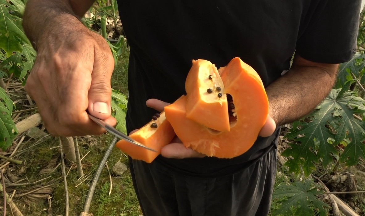 papaya-hasat6.jpg