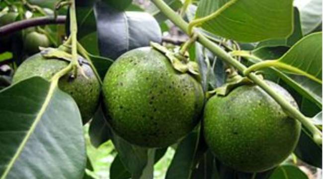 cikolatali-puding-meyvesi.jpg