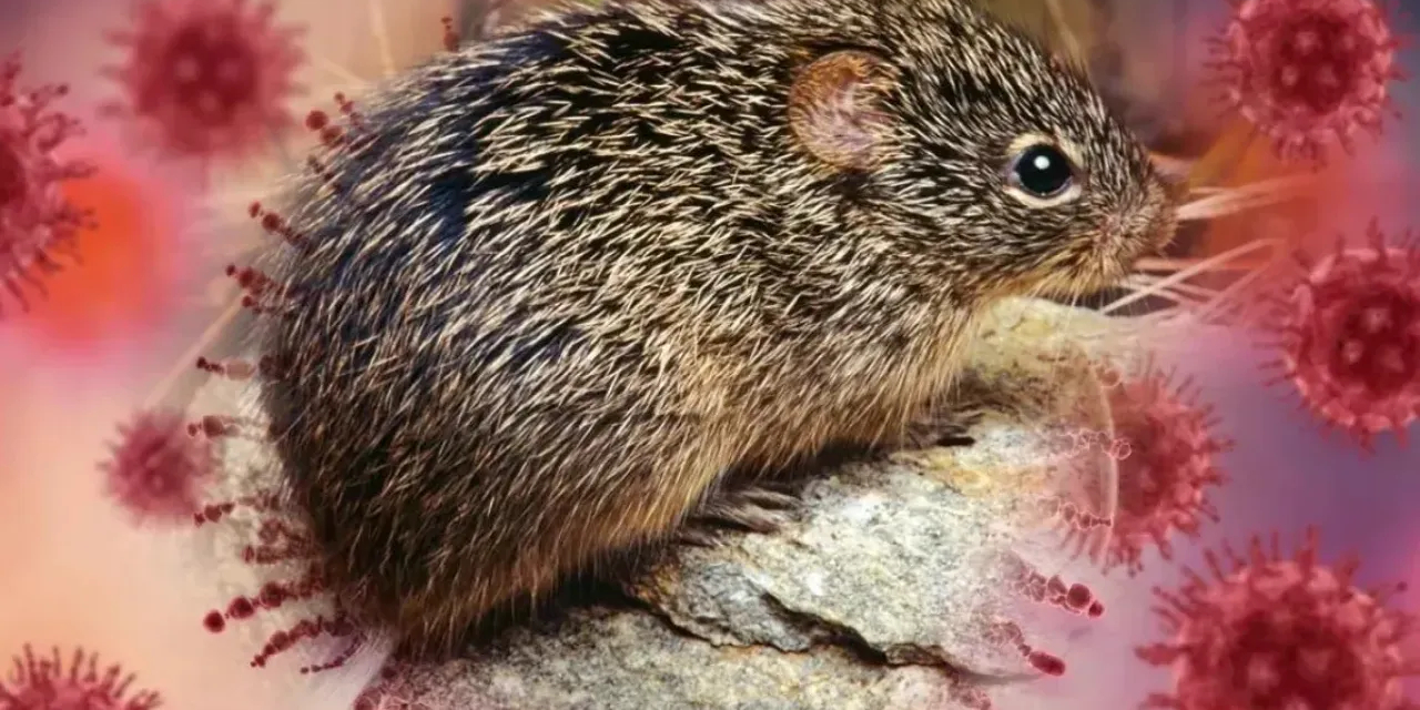 hantavirus-1.jpg