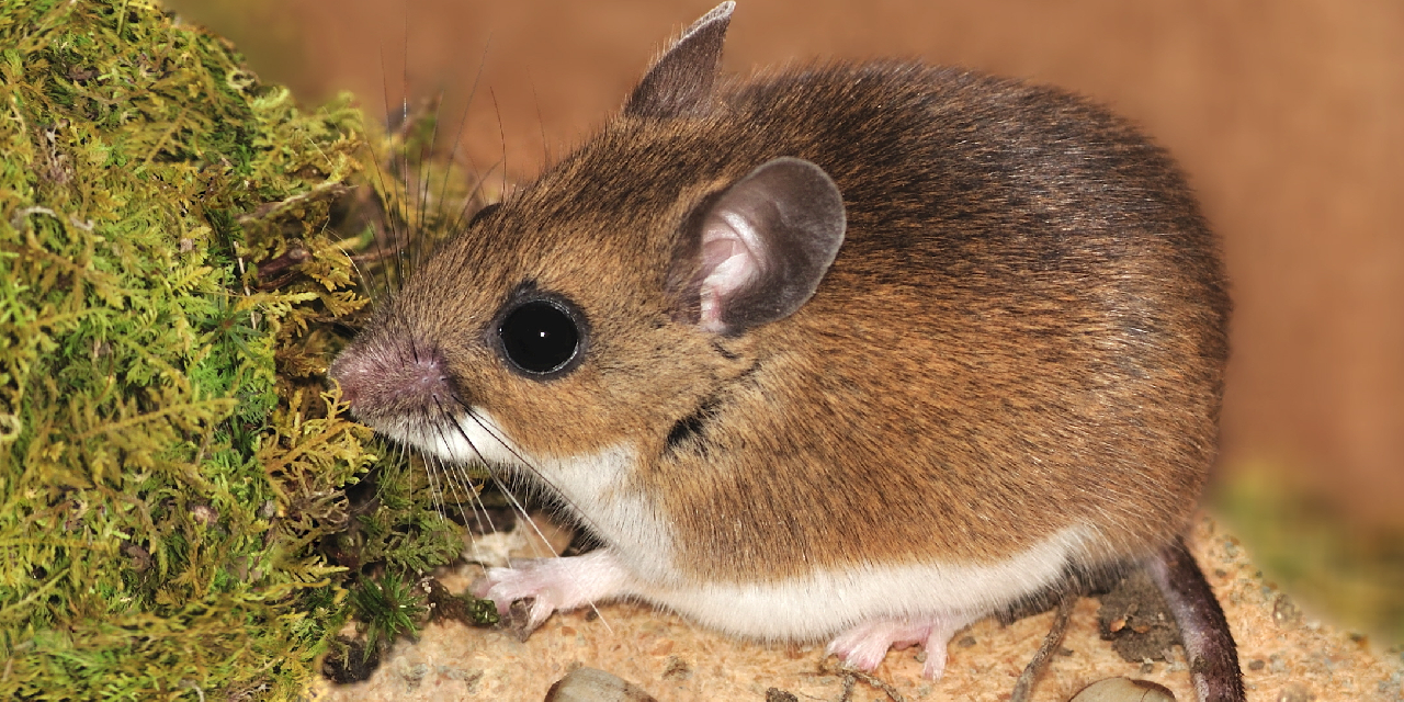hantavirus-bulasici-mi.jpg