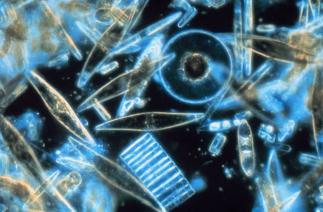diatom-test.jpg