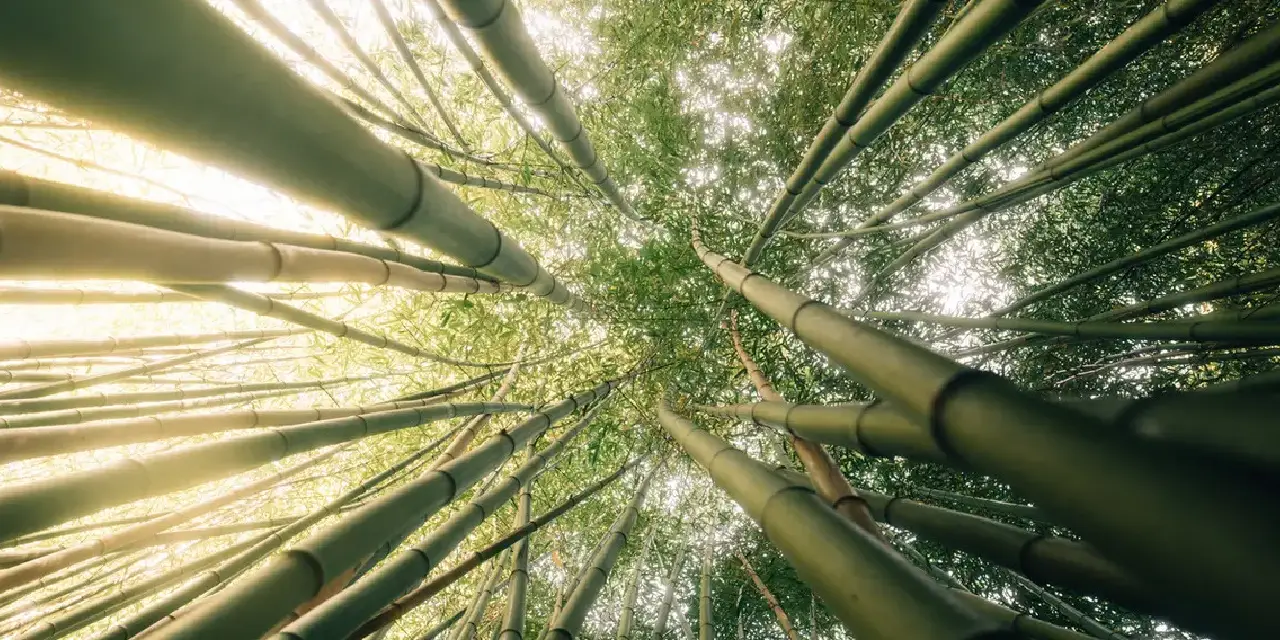 bambu.webp